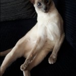 Cat of the Day - 19th October 2020 - Suki
