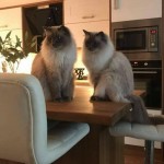 Cat of the Day - 20th October 2020