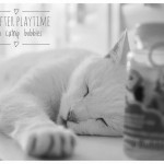 Cat of the Day - 21st October 2020 - Riley