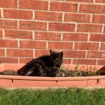 Cat of the Day - 22nd October 2020 - Pepsi