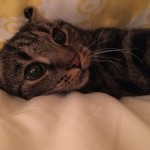 Cat of the Day - 23rd October 2020 - Archie