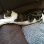Cat of the Day - 25th October 2020 - Kenny