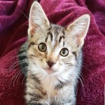 Cat of the Day - 26th October 2020 - Leo