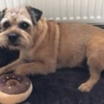 Dog of the Day - 21st October 2020 - Pippin