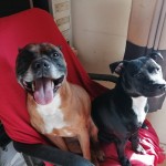 Dog of the Day - 22nd October 2020 - Benny and Fluke