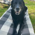 Dog of the Day - 24th October 2020 - Rufus