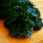 Dog of the Day - 25th October 2020