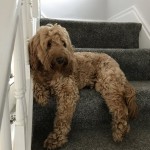 Dog of the Day - 26th October 2020 - Oscar