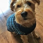 Dog of the Day - 22nd November 2020 - ready for a chilly walk