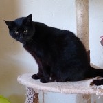 Cat of the Day - 1st December 2020 - Esme