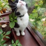 Cat of the Day - 2nd December 2020 - Smudge