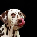 Dog of the Day - 28th November 2020 - Liver Dalmatian