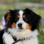 Dog of the Day - 29th November 2020 - Australian Shepherd Dog