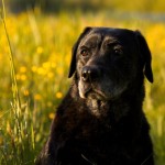 Dog of the Day - 1st December 2020 - Labrador Retriever