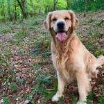 Dog of the Day - 5th December 2020 - Smiley Goldie