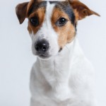Dog of the Day - 8th December 2020 - Cheeky Jack Russell