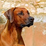 Dog of the Day - 9th December 2020 - Rhodesian Ridgeback