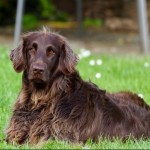 Dog of the Day - 10th December 2020 - German Longhaired Pointer