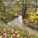 Photo of the Day - 7th December 2020 - Autumn Leaves