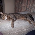 Cat of the Day - 16th December 2020 - Linden
