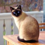 Cat of the Day - 21st December 2020 - Siamese