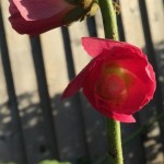 Photo of the Day - 14th December 2020 - Red Blooms