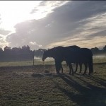 Photo of the Day - 15th December 2020 - Misty Day