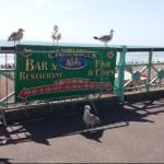 Photo of the Day - 18th December 2020 - Safe Distancing Seagulls