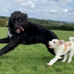 Dog of the Day - 12th December 2020 - Scamper and Kaya Boo