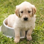 Dog of the Day - 13th December 2020 - Golden Retriever Puppy