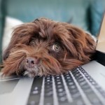 Dog of the Day - 14th December 2020 - Working From Home