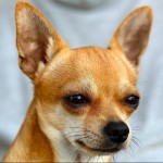 Dog of the Day - 15th December 2020 - Chihuahua
