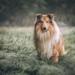 Dog of the Day - 17th December 2020 - Rough Collie