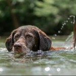 Dog of the Day - 18th December 2020 - Chocolate Labrador