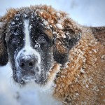 Dog of the Day - 19th December 2020 - St Bernard in the Snow