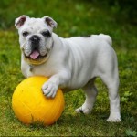 Dog of the Day - 20th December 2020 - English Bulldog