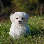 Dog of the Day - 21st December 2020 - Maltese