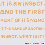 Riddle: It is an insect, and the first part of its name is the name of another insect. What is it?