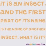 Riddle: It is an insect, and the first part of its name is the name of another insect. What is it?