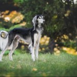 Dog of the Day - 28th December 2020 - Graceful Saluki