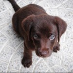 Dog of the Day - 29th December 2020 - Chocolate Lab Puppy