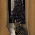 Cat of the Day - 23rd December 2020 - Seasons Greetings