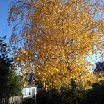Photo of the Day - 23rd December 2020 - Before the Leaves Fell