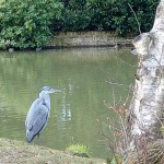 Photo of the Day - 29th December 2020 - Keeping a Look Out