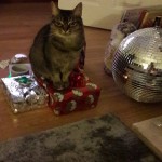 Cat of the Day - 31st December 2020 - Suzi