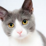Cat of the Day - 5th January 2021 - Dreamer