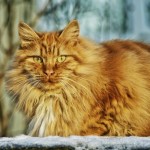 Cat of the Day - 6th January 2021 - Magnificent Norwegian Forest Cat