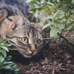 Cat of the Day - 7th January 2021 - Inquisitive Tabby