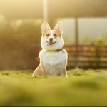 Dog of the Day - 11th January 2021 - Corgi