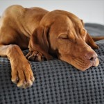 Dog of the Day - 12th January 2021 - Sleepy Vizla